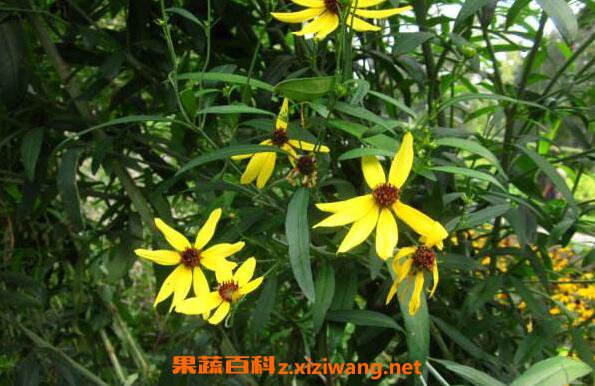 Ұ�ƻ����Ĺ�Ч������ Ұ�ƻ����ĸ�����