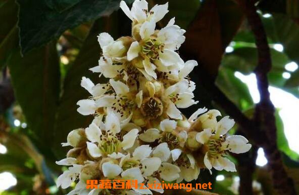 ���˻���ô�� ���˻���ô��ˮֹ��