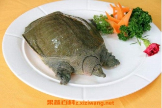 Ұ�������ʺ�ʲô�˳� Ұ�������ʳ�ý���