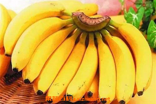 �㽶����