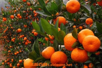 ���ٽ��صĹ�Ч������ ���ٽ��ص���������