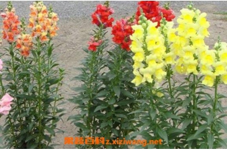 �������ô��ֳ���� �������ô�޼�