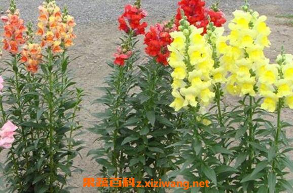 �������ô��ֳ���� �������ô�޼�