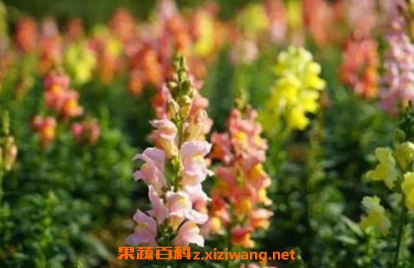 �������ô��ֳ���� �������ô�޼�