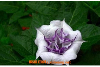 �����޵Ĺ�Ч������ �����޵�ҩ�ü�ֵ