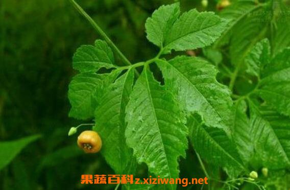 ѩ���Ĺ�Ч������