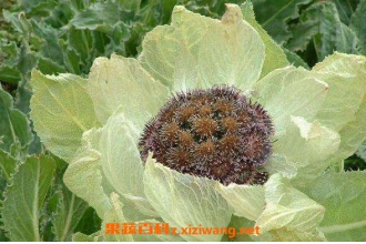 ��ɽѩ���Ĺ�Ч������ ��ɽѩ����ҩ�ü�ֵ