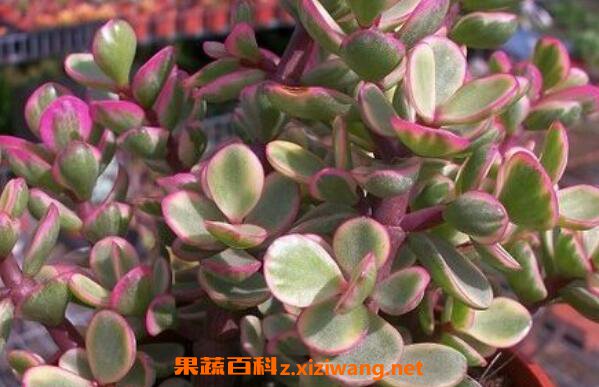 ����֮��������빦Ч ����֮�辻��������