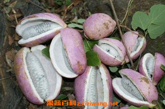 Ԥ֪�ӵĹ�Ч������
