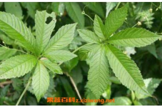 ѩ����ˮ��ʲô��Ч ѩ����ˮ�Ĺ�Ч������