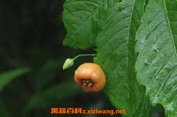 ѩ����ˮ��ʲô��Ч ѩ����ˮ�Ĺ�Ч������