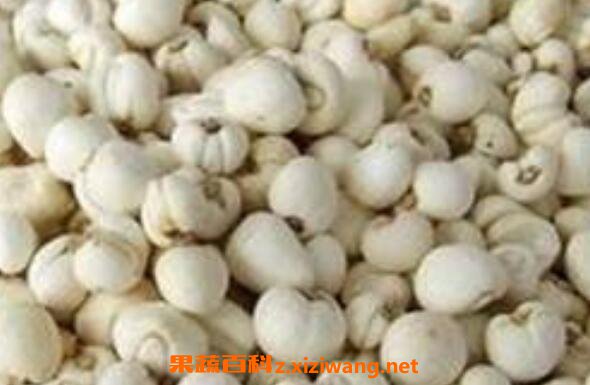 ����ĸ�Ĺ�Ч������ ����ĸ��ҩ�ü�ֵ
