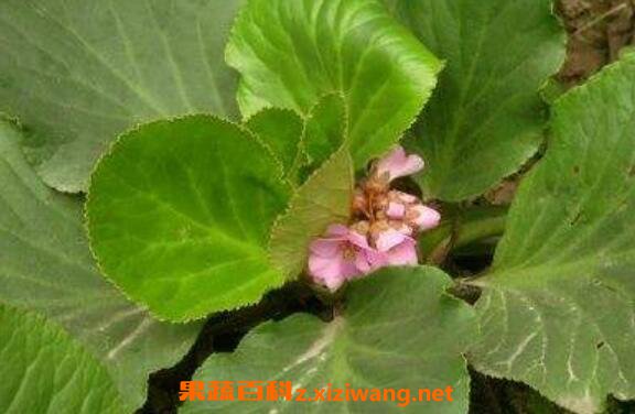 �Ұײ˵Ĺ�Ч������ �Ұײ˵ĸ�����
