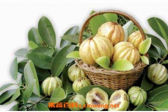 �ٻƹ������������ �ٻƹ����ʺ�ʲô�˳�