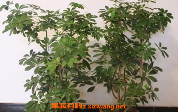 �в����Ĺ�Ч������ �в����ż���������