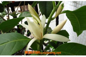 ��������ˮ�Ĺ�Ч �����������ˮ