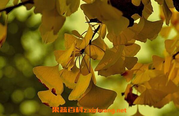 ����Ҷ�ĸ����ü����� ����Ҷ���ڳԵĸ�����