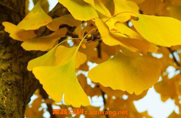 ����Ҷ�ĸ����ü����� ����Ҷ���ڳԵĸ�����