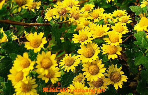 Ұ�վ��͵Ĺ�Ч������