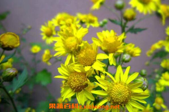 Ұ�վ��͵Ĺ�Ч������