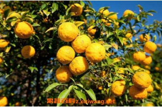 ����Ƥ�����ڵ����� ����Ƥ�Ĺ�Ч������