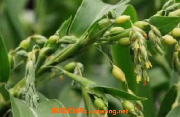 �����Ӹ��Ĺ�Ч������