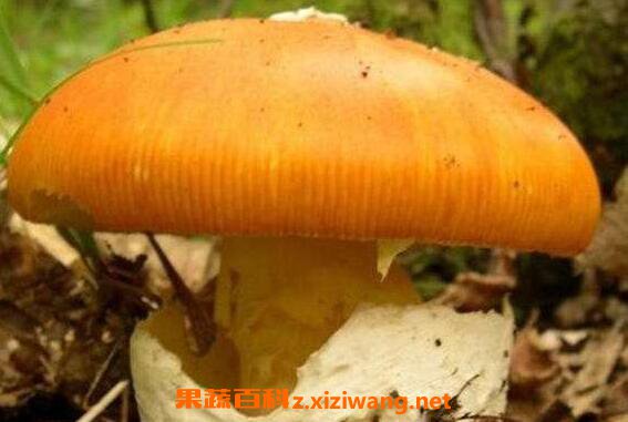 �쵰���Ĺ�Ч������