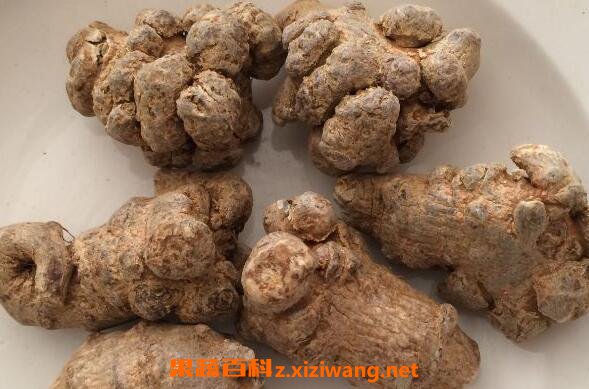 �����ߵĹ�Ч������ �����ߵ�ҩ�ü�ֵ