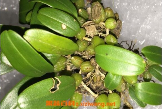 �Ҷ��Ĺ�Ч������ ���Ҷ��ĺô�