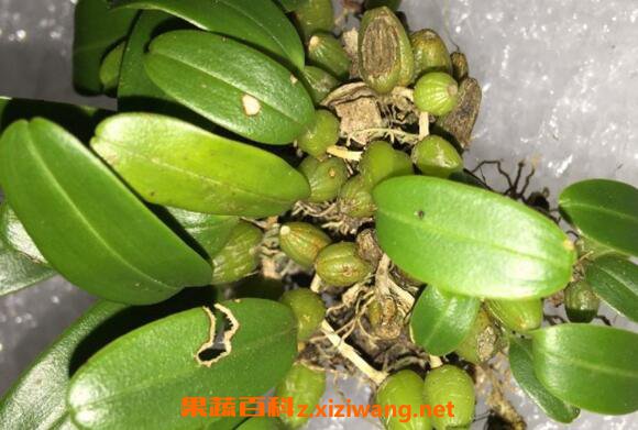 �Ҷ��Ĺ�Ч������ ���Ҷ��ĺô�