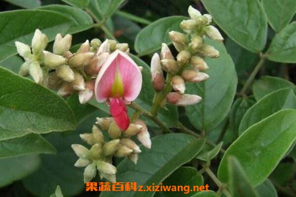 �Ҷ��Ĺ�Ч������ ���Ҷ��ĺô�