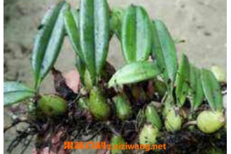 �Ҷ����Ĺ�Ч������ �Ҷ�����ҩ�ü�ֵ