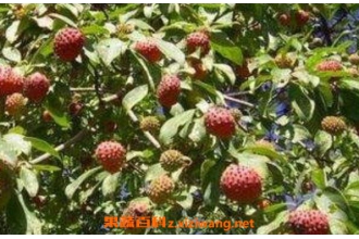 ʯ���ӵĹ�Ч������ ʯ���ӵĸ�����