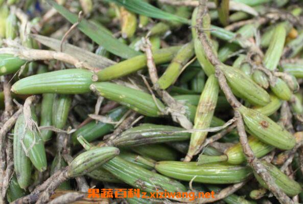石枣子的功效与作用 石枣子的副作用
