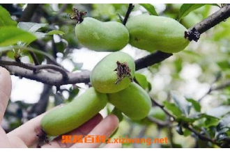 ��÷���ӵĹ�Ч������ ��÷��ʵ��ҩ�ü�ֵ