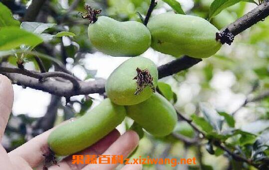 ��÷���ӵĹ�Ч������ ��÷��ʵ��ҩ�ü�ֵ