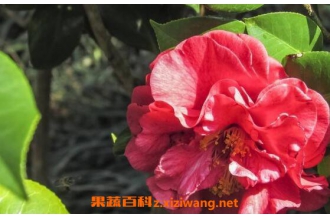 �軨��¶�Ĺ�Ч������