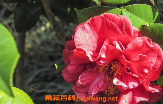 �軨��¶�Ĺ�Ч������