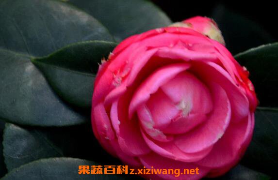 �軨��¶�Ĺ�Ч������