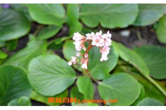 �Ұײ˵Ĺ�Ч�����ü�������