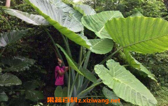 ��Ұ���ж��� ��Ұ������ν�