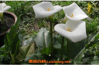 �������ͺ��������