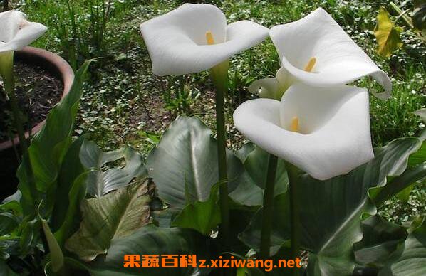 �������ͺ��������