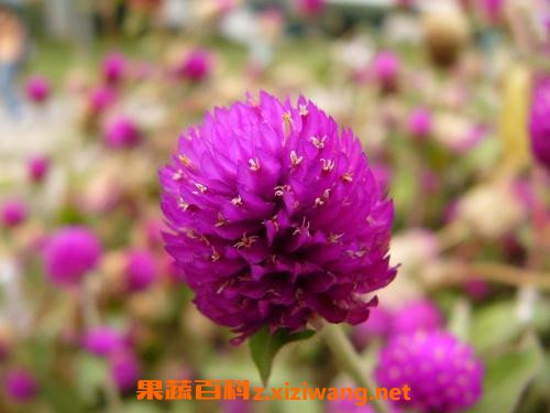 ǧ�պ�