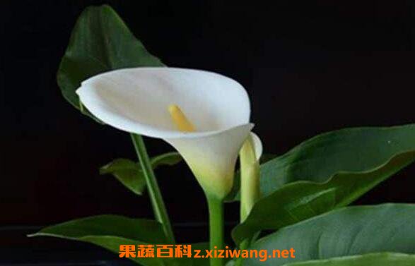 ����Ĺ�Ч������ ������ô��