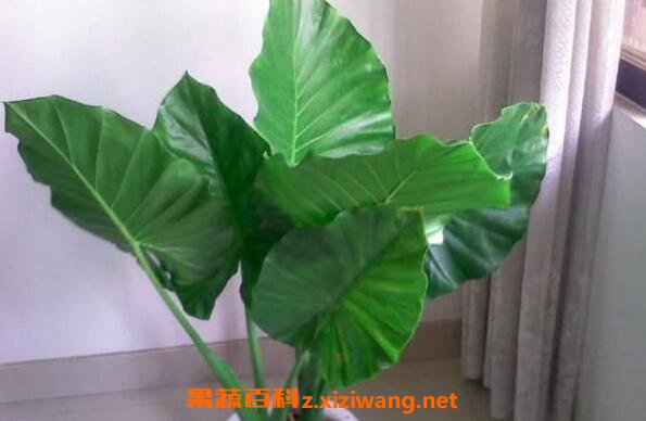 ��ˮ�����ͺ��󻨵�����