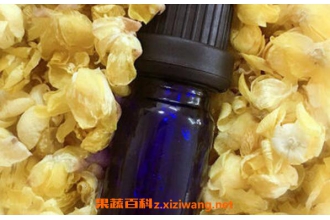 ��÷�͵���;����Щ ��÷�͵�ҩ�ü�ֵ