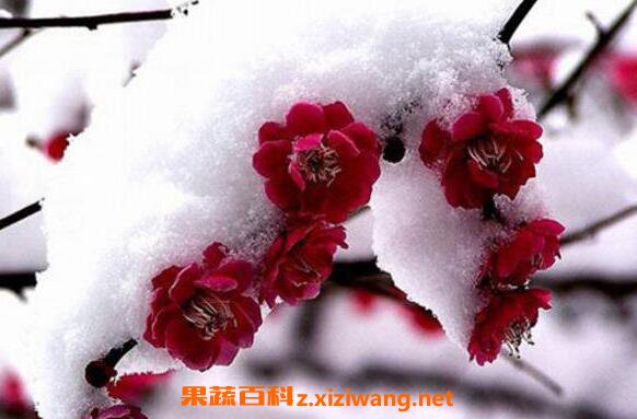 ��÷�͵���;����Щ ��÷�͵�ҩ�ü�ֵ