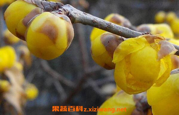 腊梅花如何保存 腊梅花的保存方法和教程