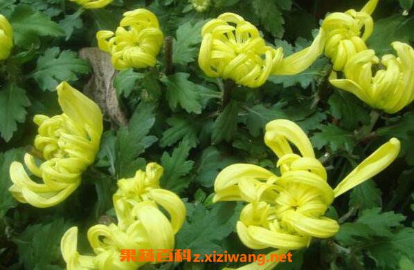 �ջ��Ĺ�Ч������ �Ծջ��ĺô�
